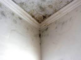 Best Basement Mold Removal  in Countryside, IL