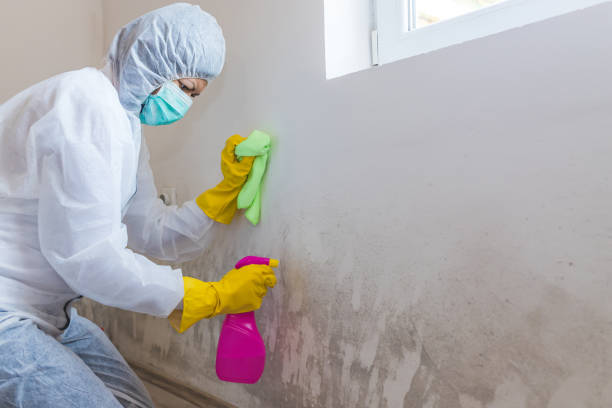 Why You Should Choose Our Mold Remediation Services in Countryside, IL