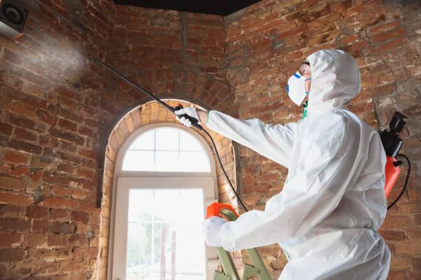 Mold Odor Removal Services in Countryside, IL