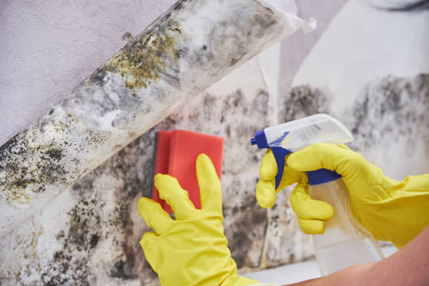 Best Mold Remediation for Rental Properties  in Countryside, IL